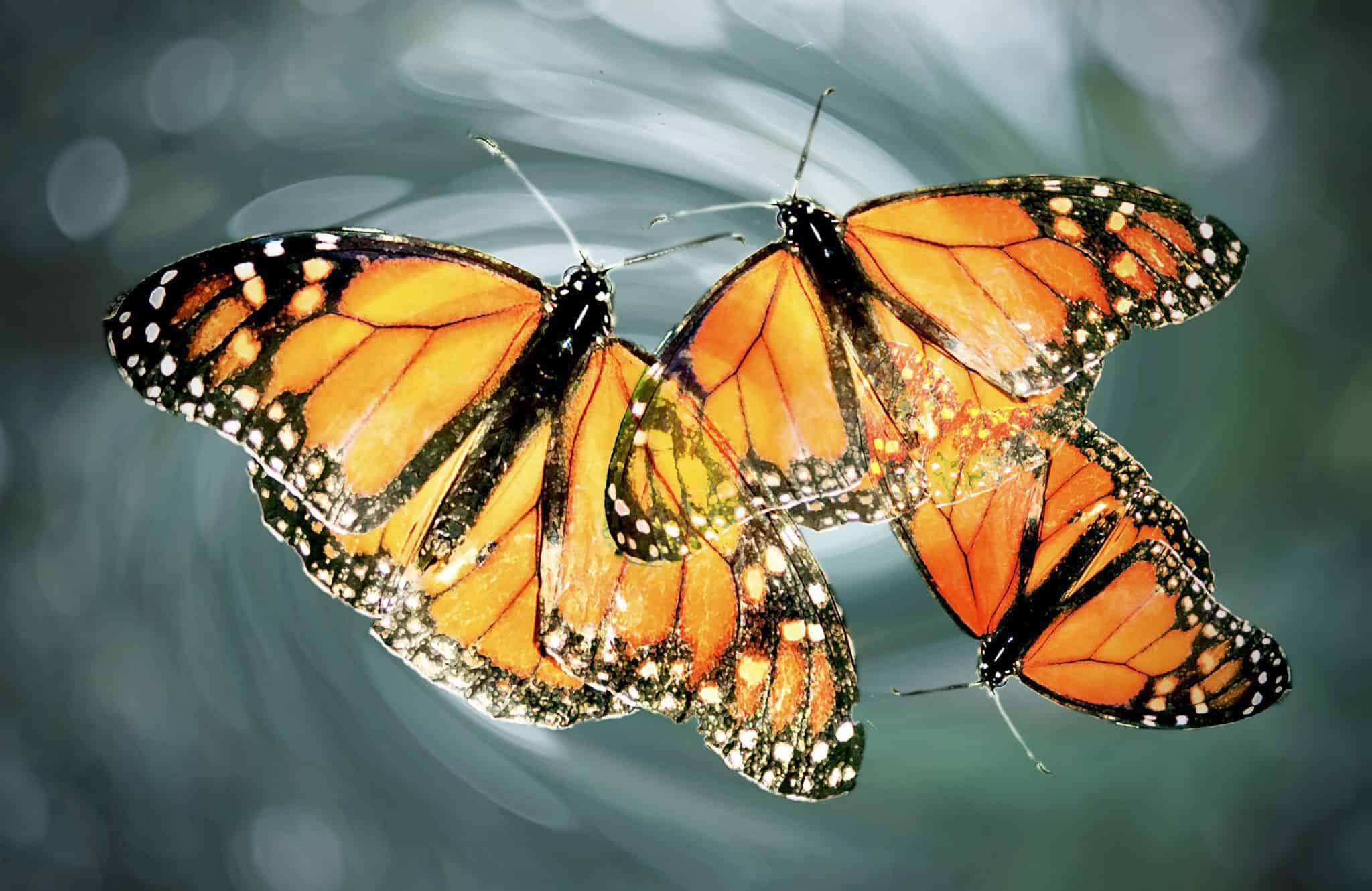 Creative Nature (Fauna) - Image 11