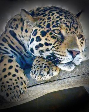 Jaguar