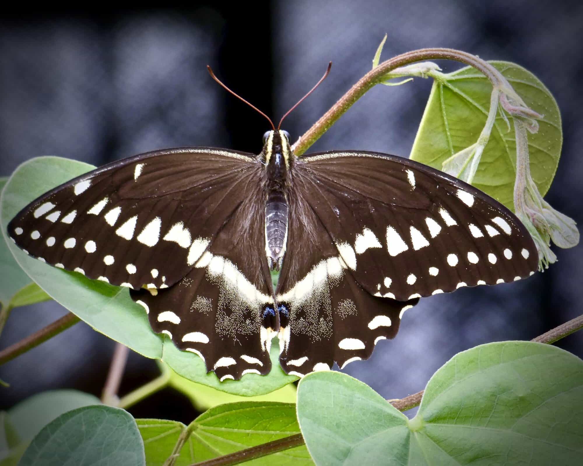 Butterfly Photographic Prints 8 x 10 (Various Images) - Image 3