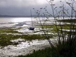 Mist and Moss