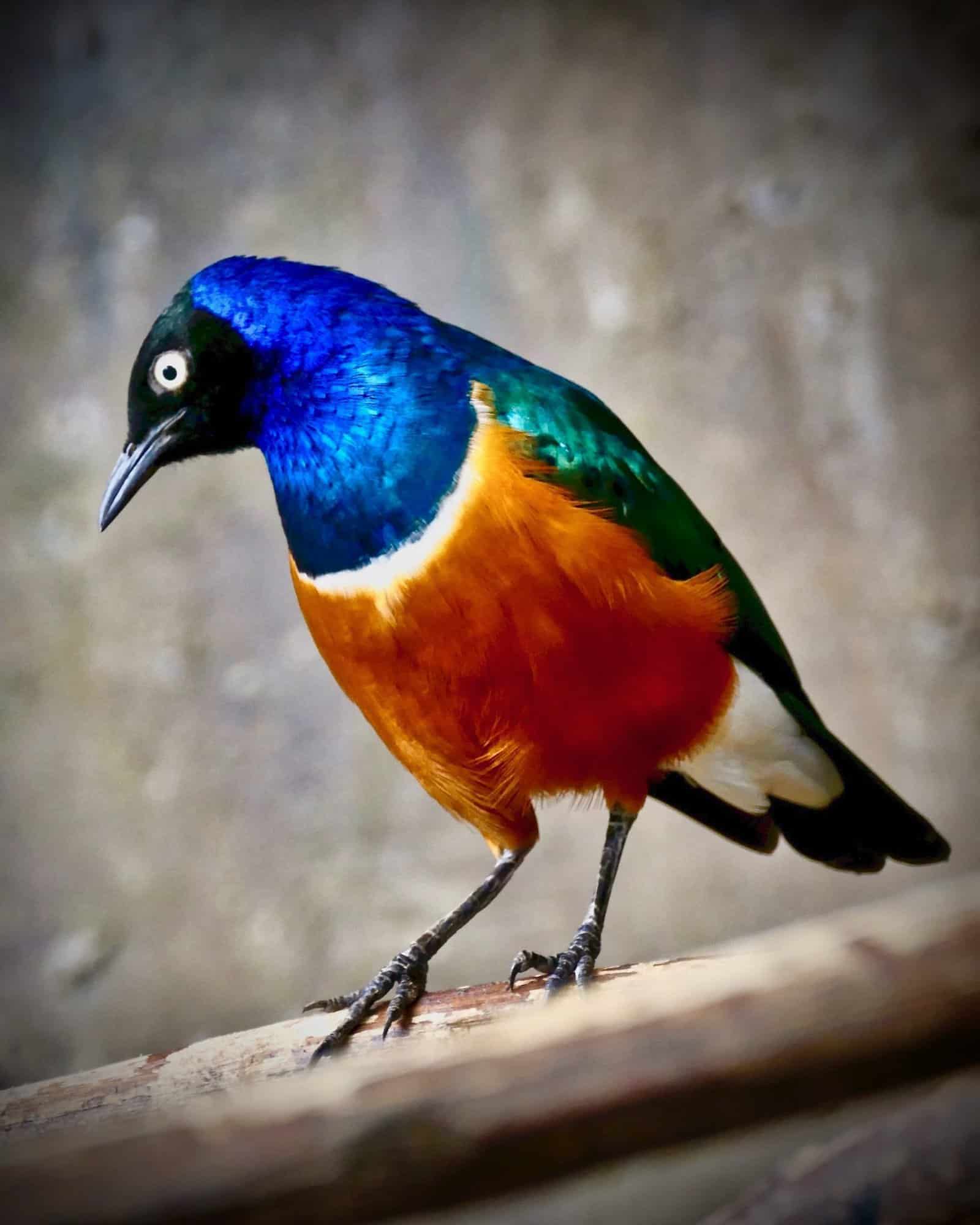 Wildlife Photographic Prints 8 x 10 (Various Images) - Image 24