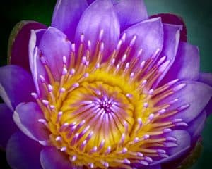 Lotus (Open)