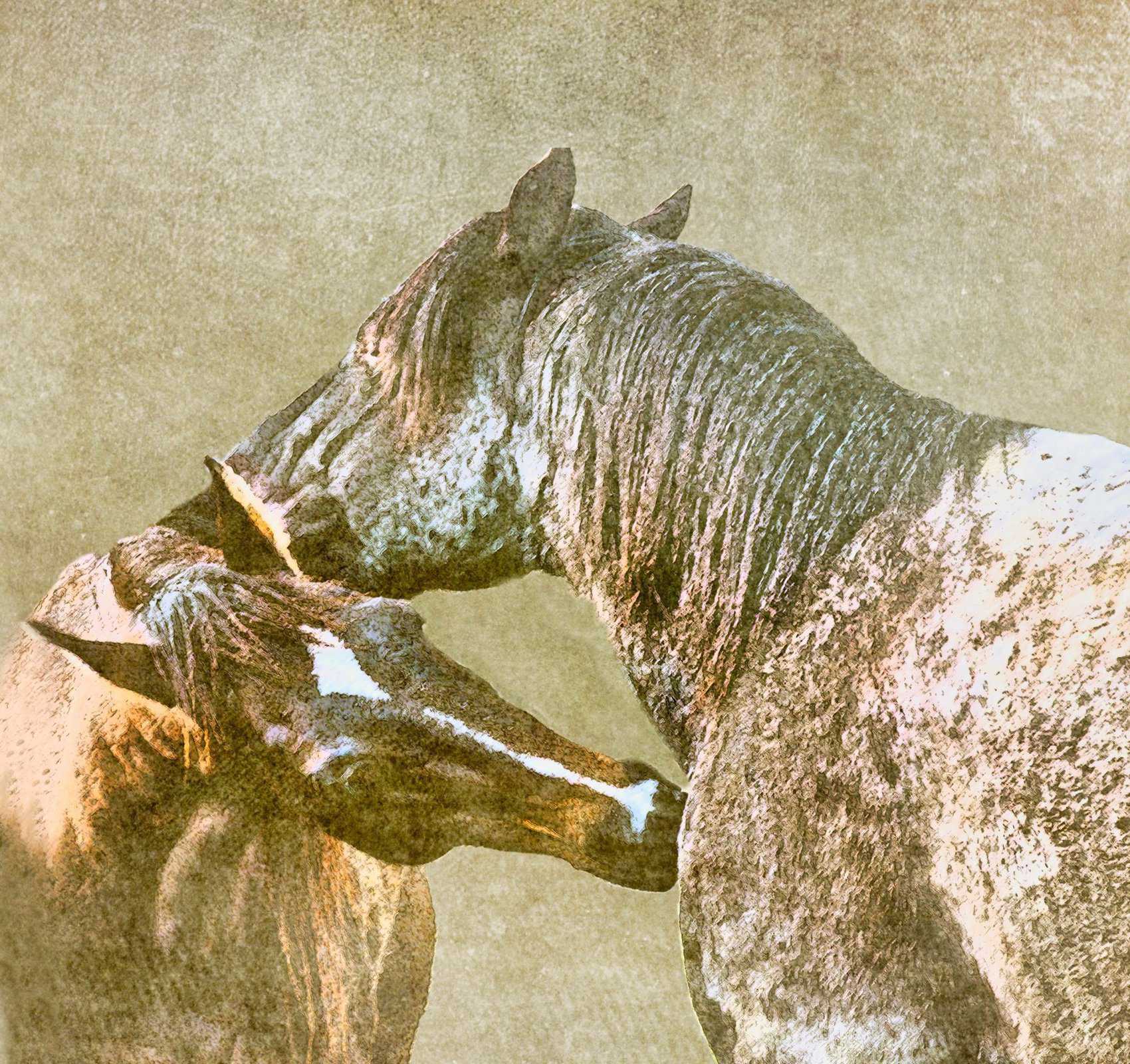 Creative Nature (Fauna) - Image 8