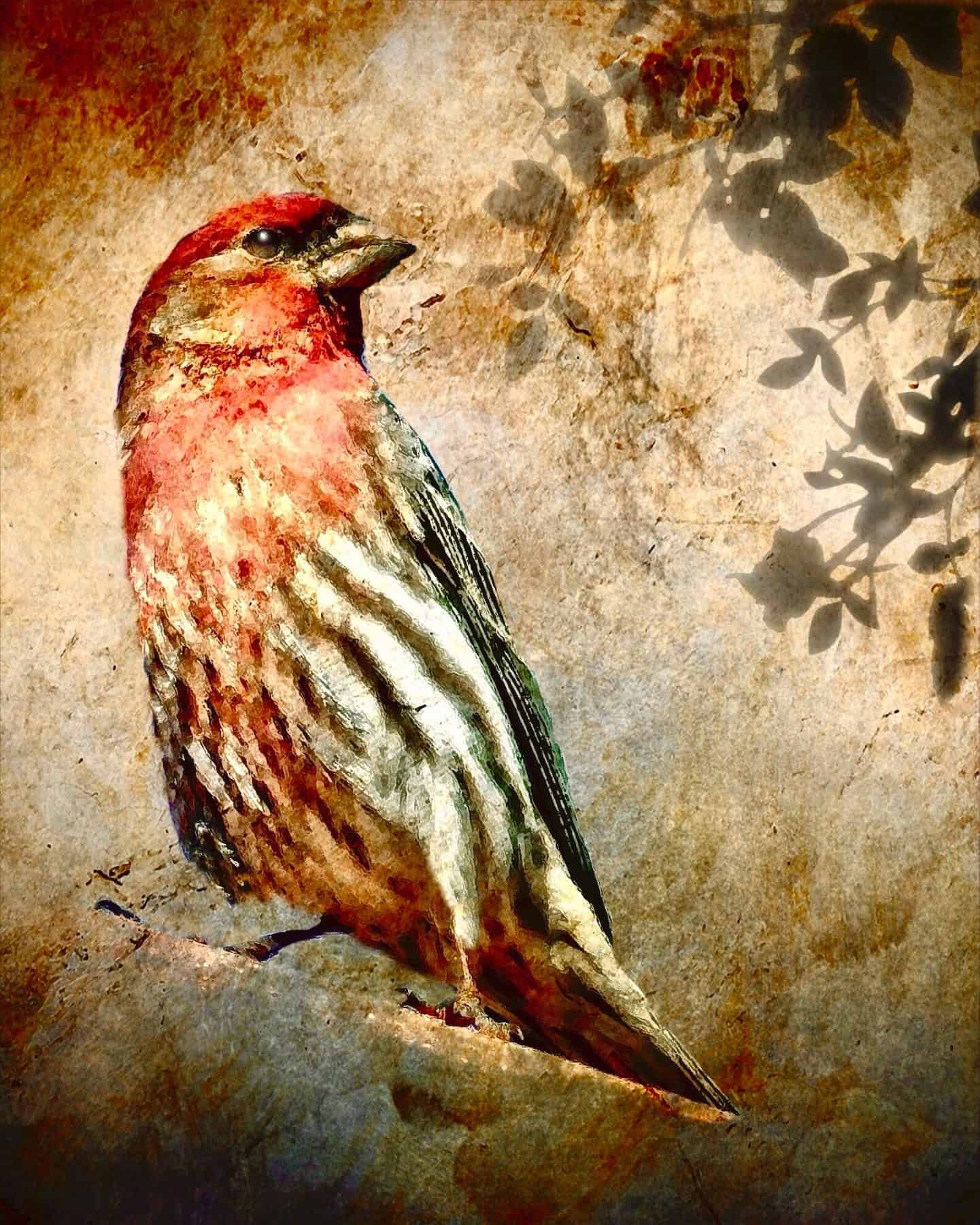 Creative Nature (Fauna) - Image 3