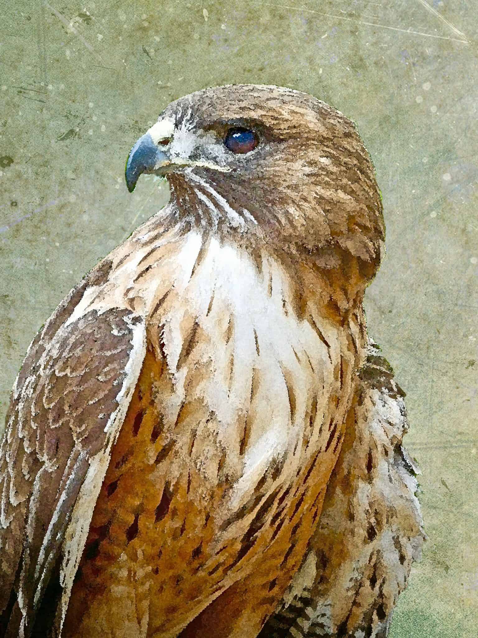Creative Nature (Fauna) - Image 6