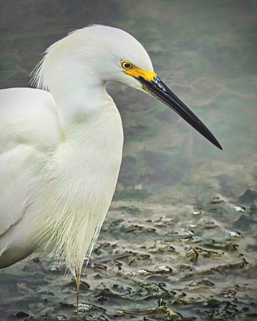 Snowy Egret