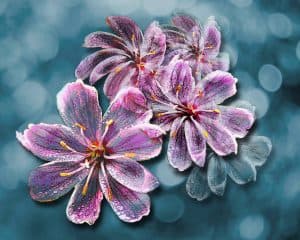 Lewisias (Sold)