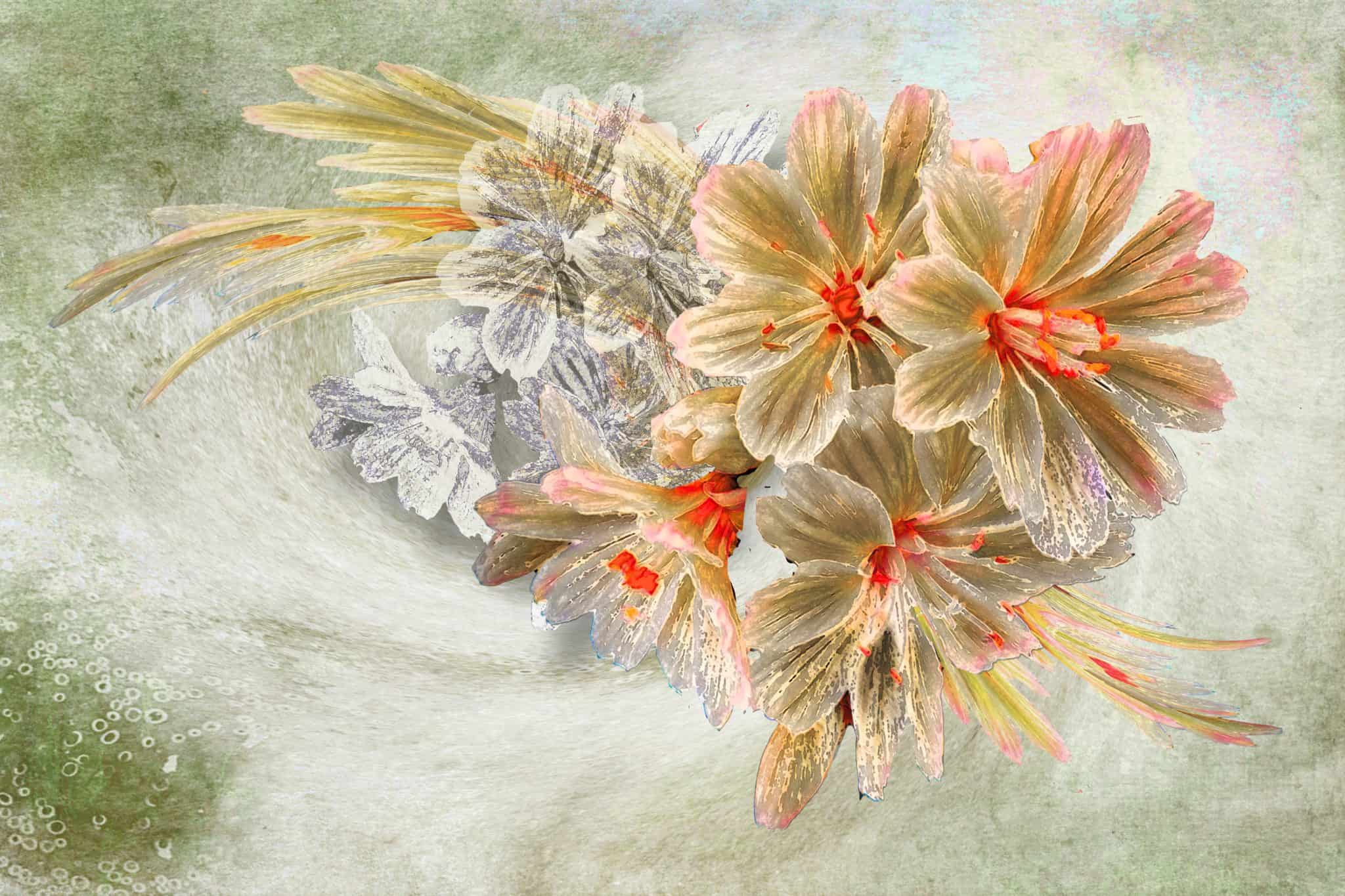 Lewisia Dream (SOLD) - Image 2
