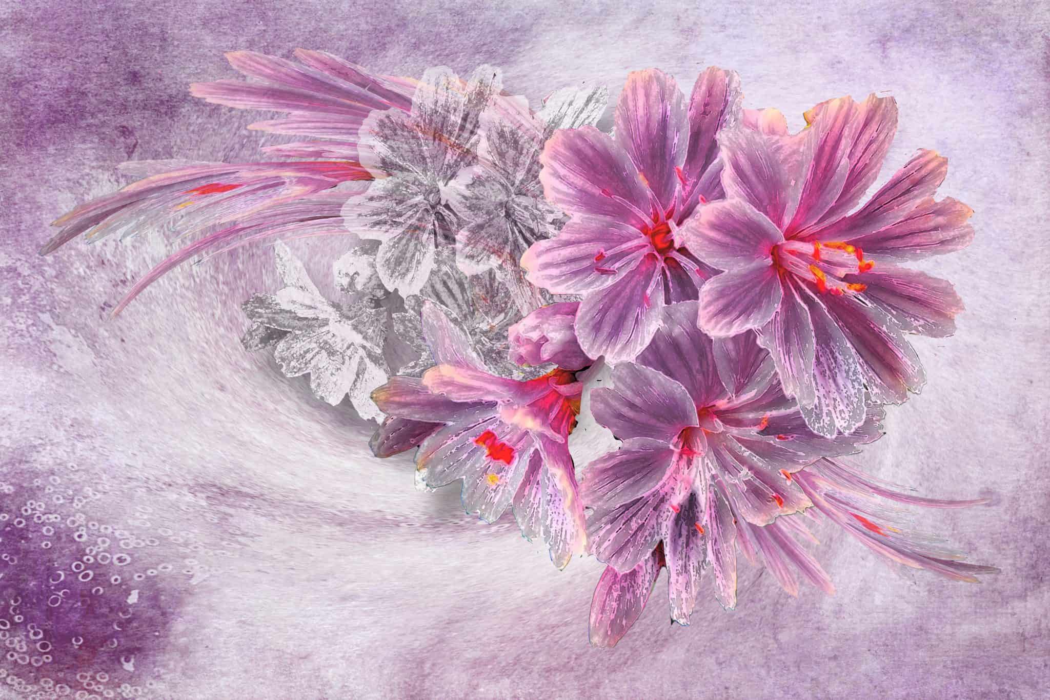 Lewisia Dream (SOLD)