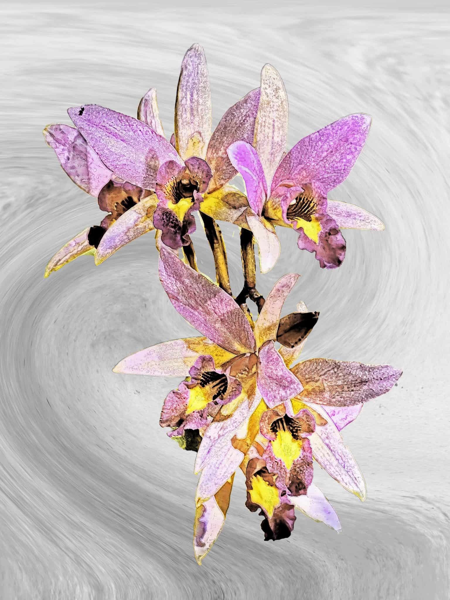 Orchid Pastel