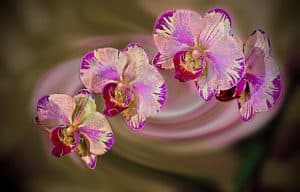 Melange: 4 Orchids