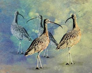 Curlews