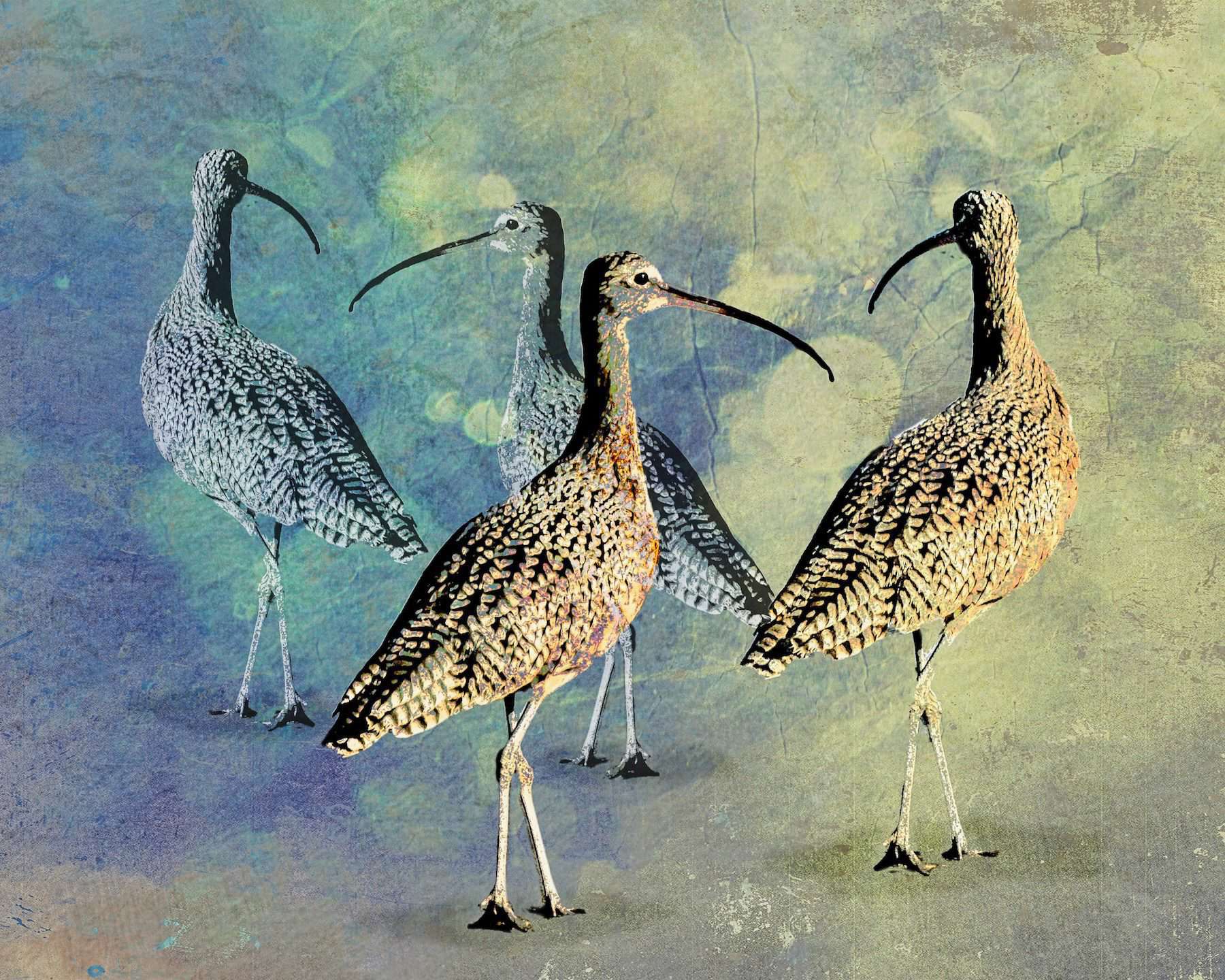 Curlews