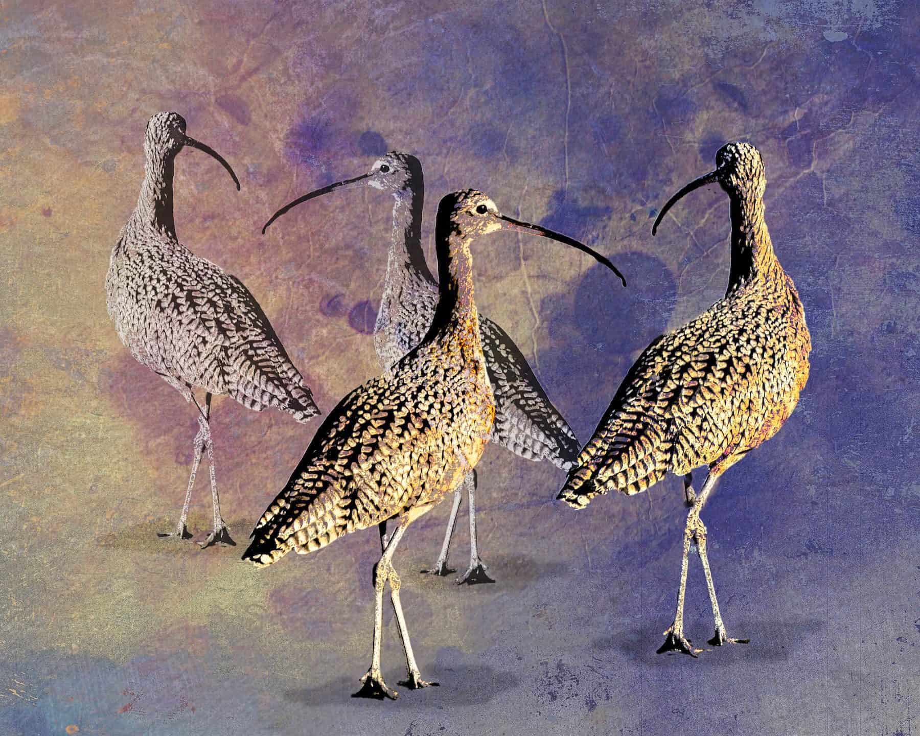 Curlews - Image 2