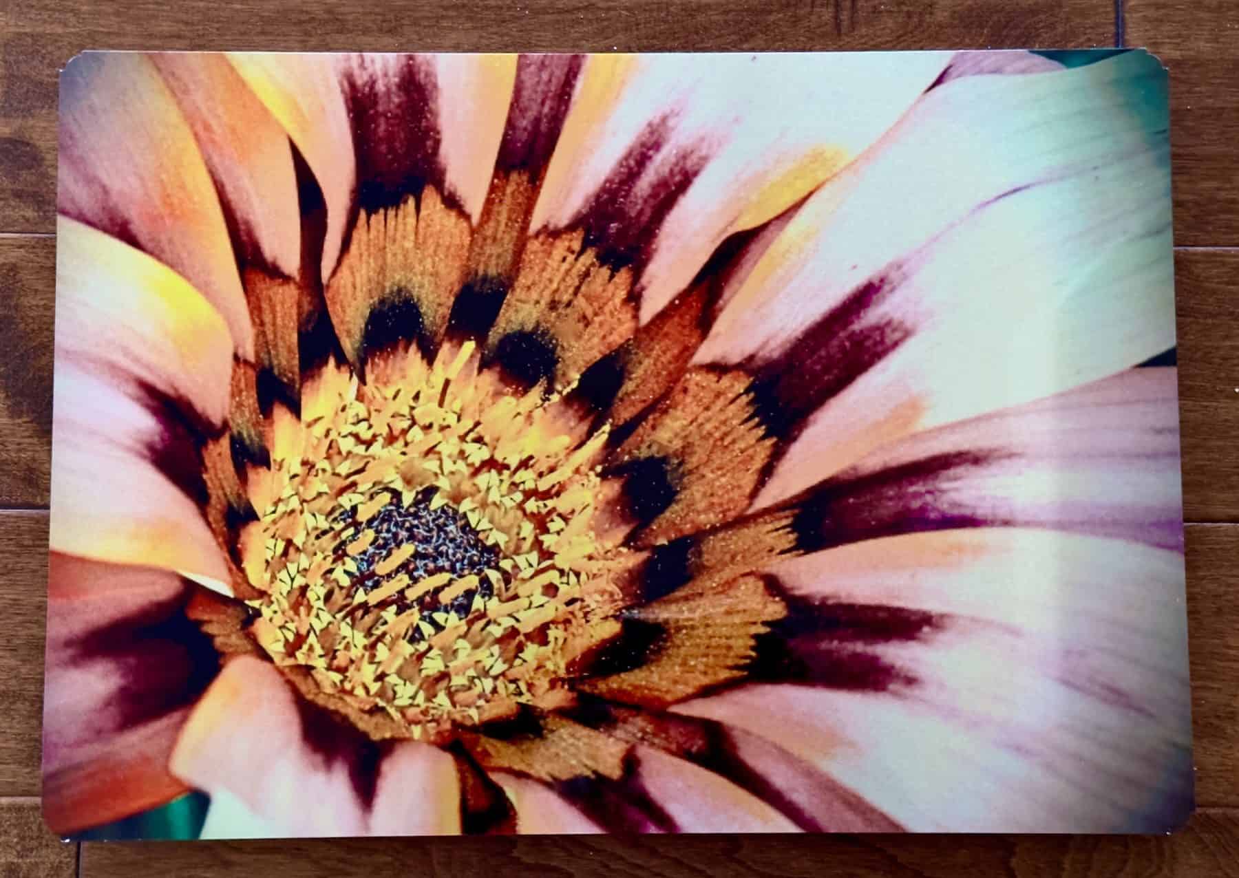 Gazania Glow