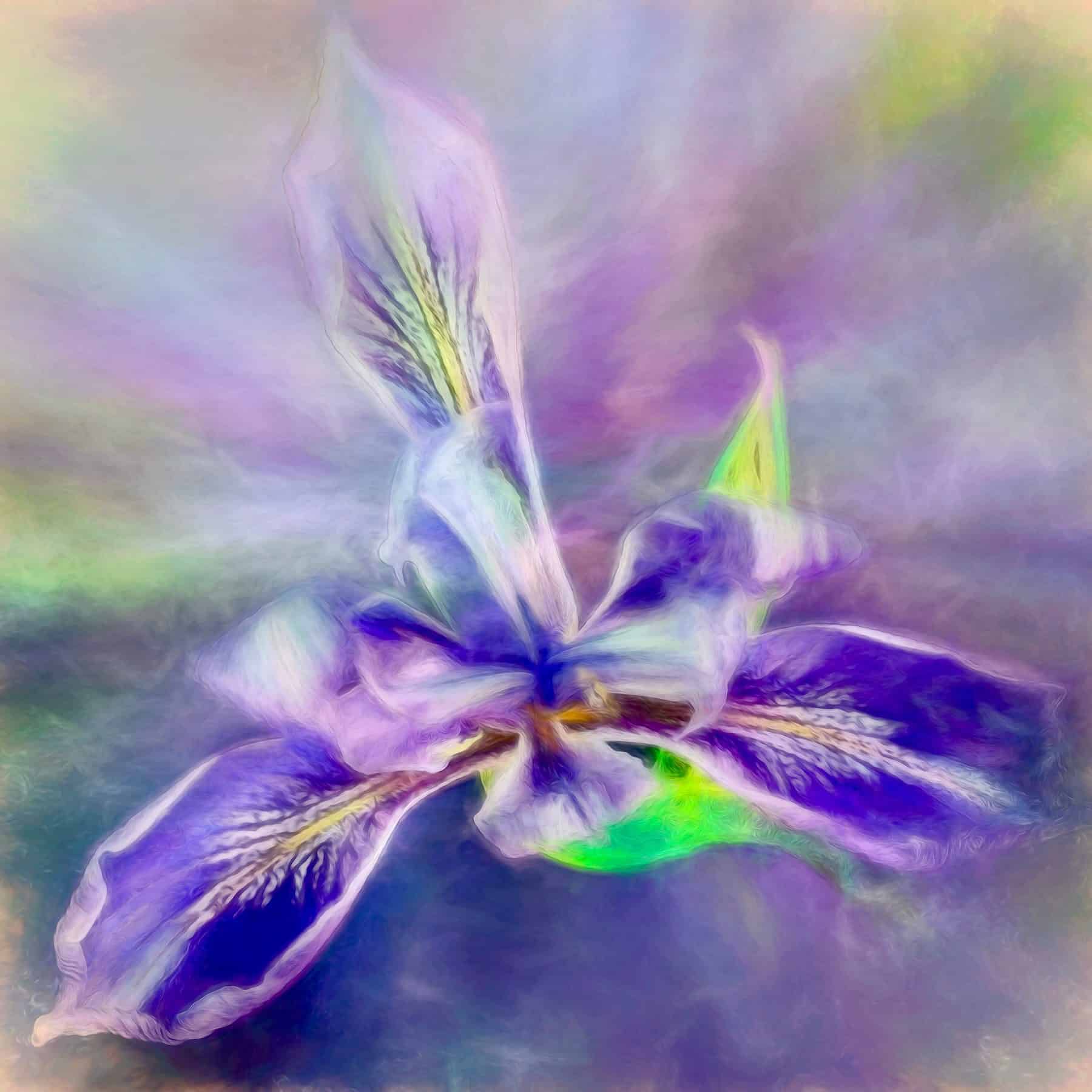 Wild Iris