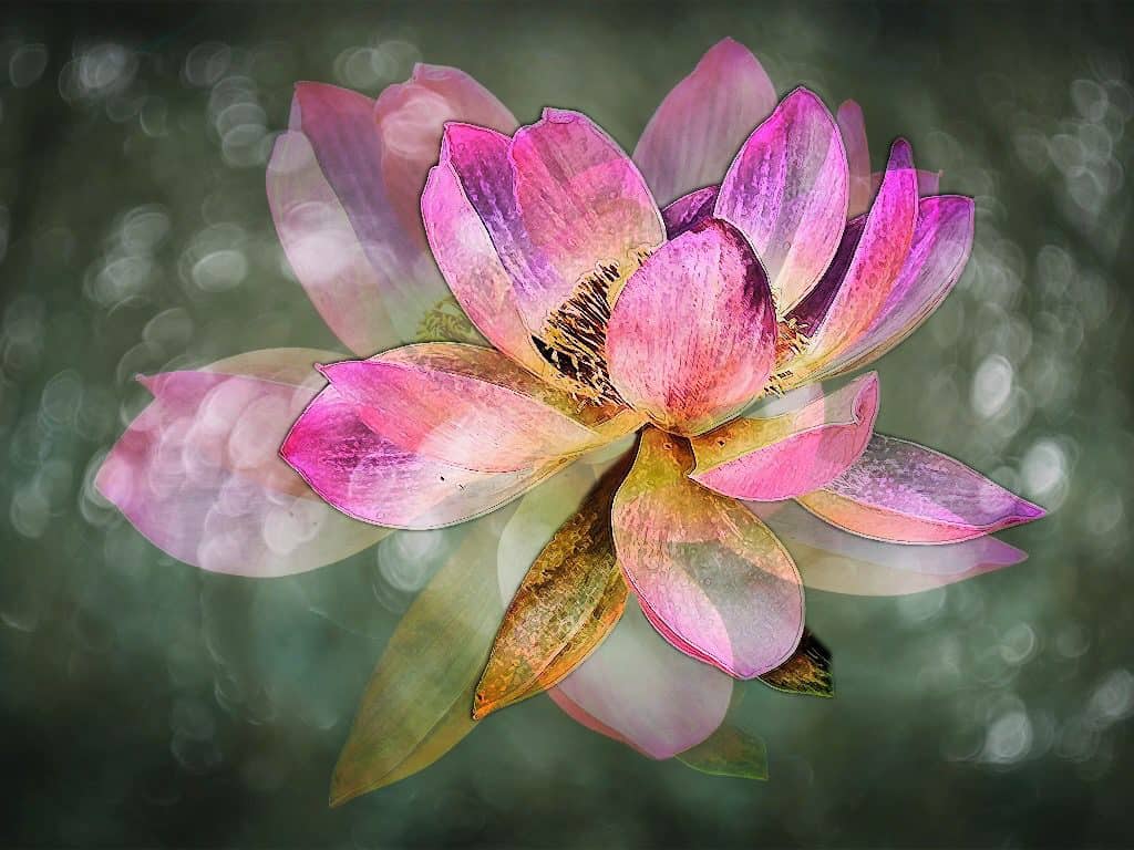Lotus Melange