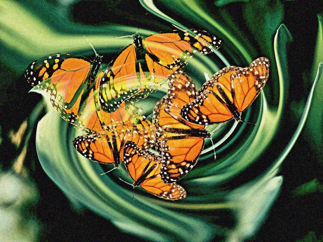 Monarch Maelstrom - Image 2