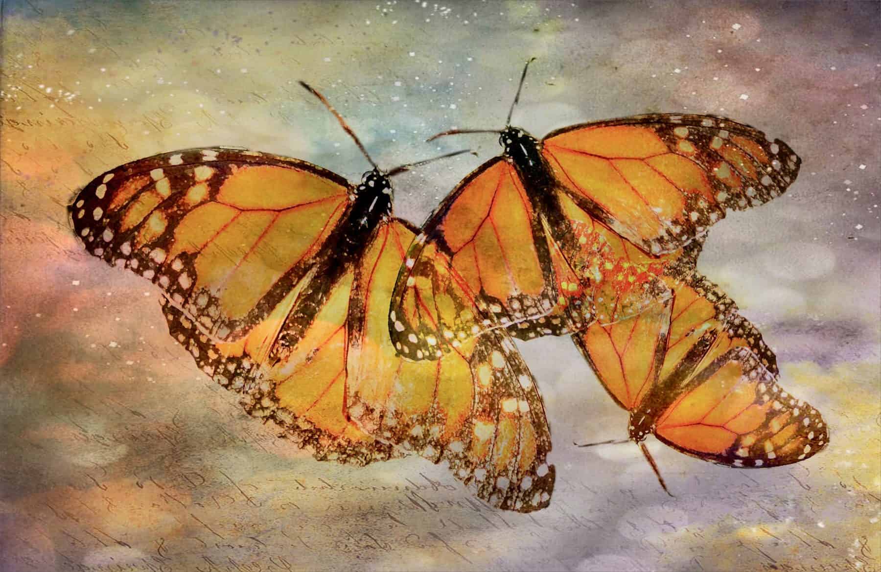 Monarchs (SOLD)