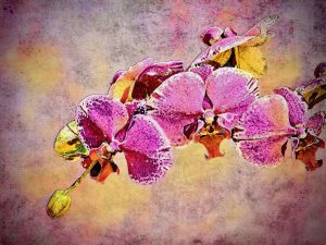 Orchid Branch