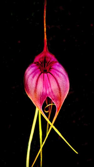 Orchid ('Velvet Glow')
