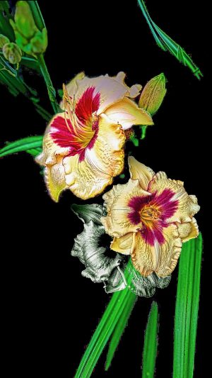 DayLily ('Power Surge')