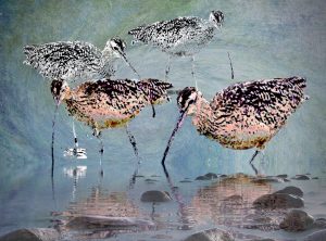 Curlews Reflect 1 and 2