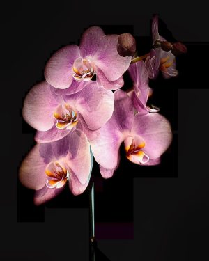 Lilac Orchids