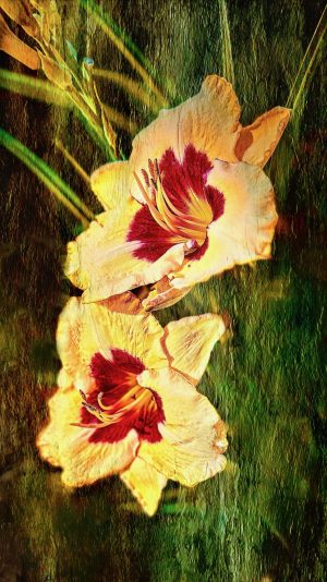 Cherries Duet (Daylily)