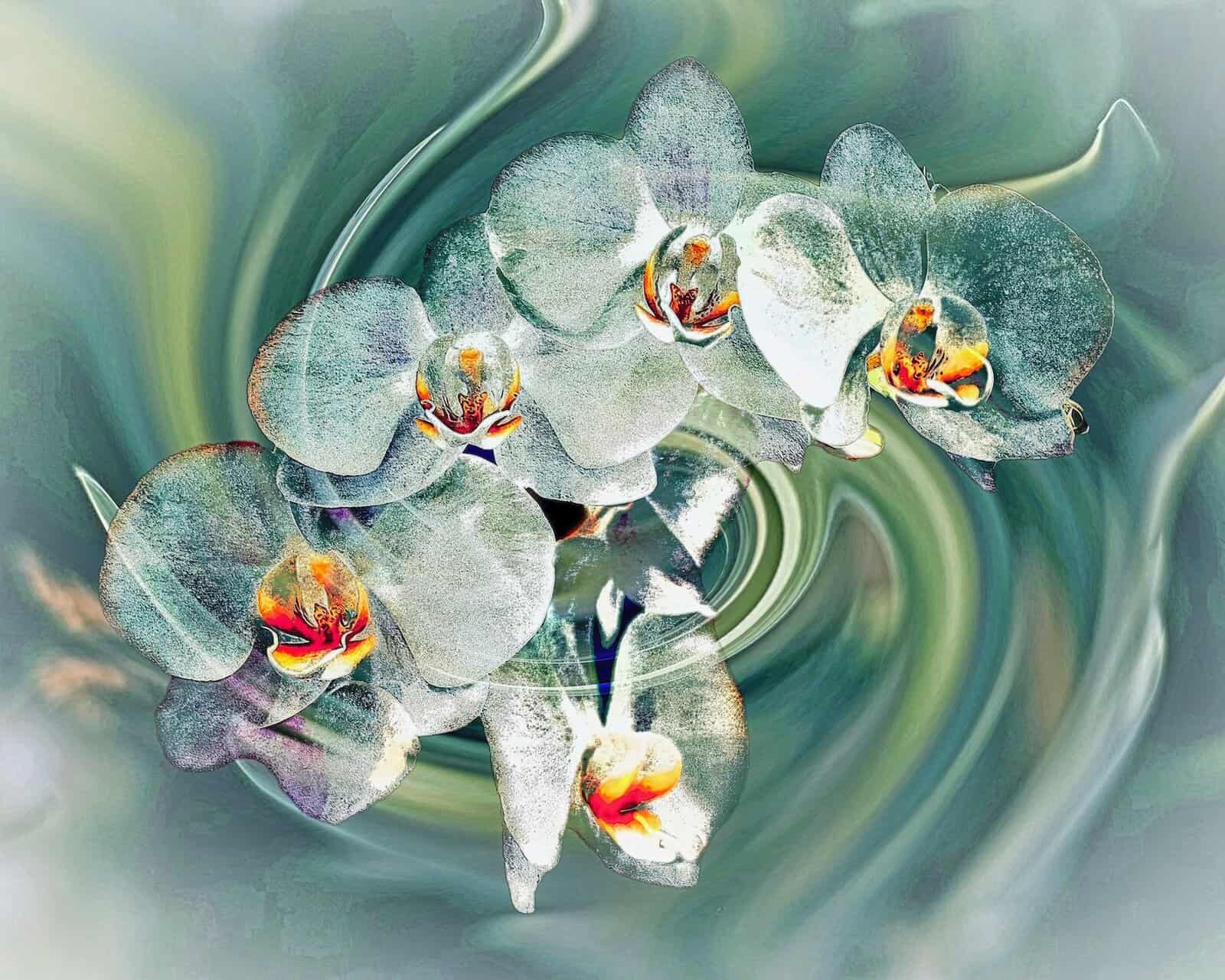 Floating Orchids