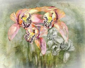 Orchid Family