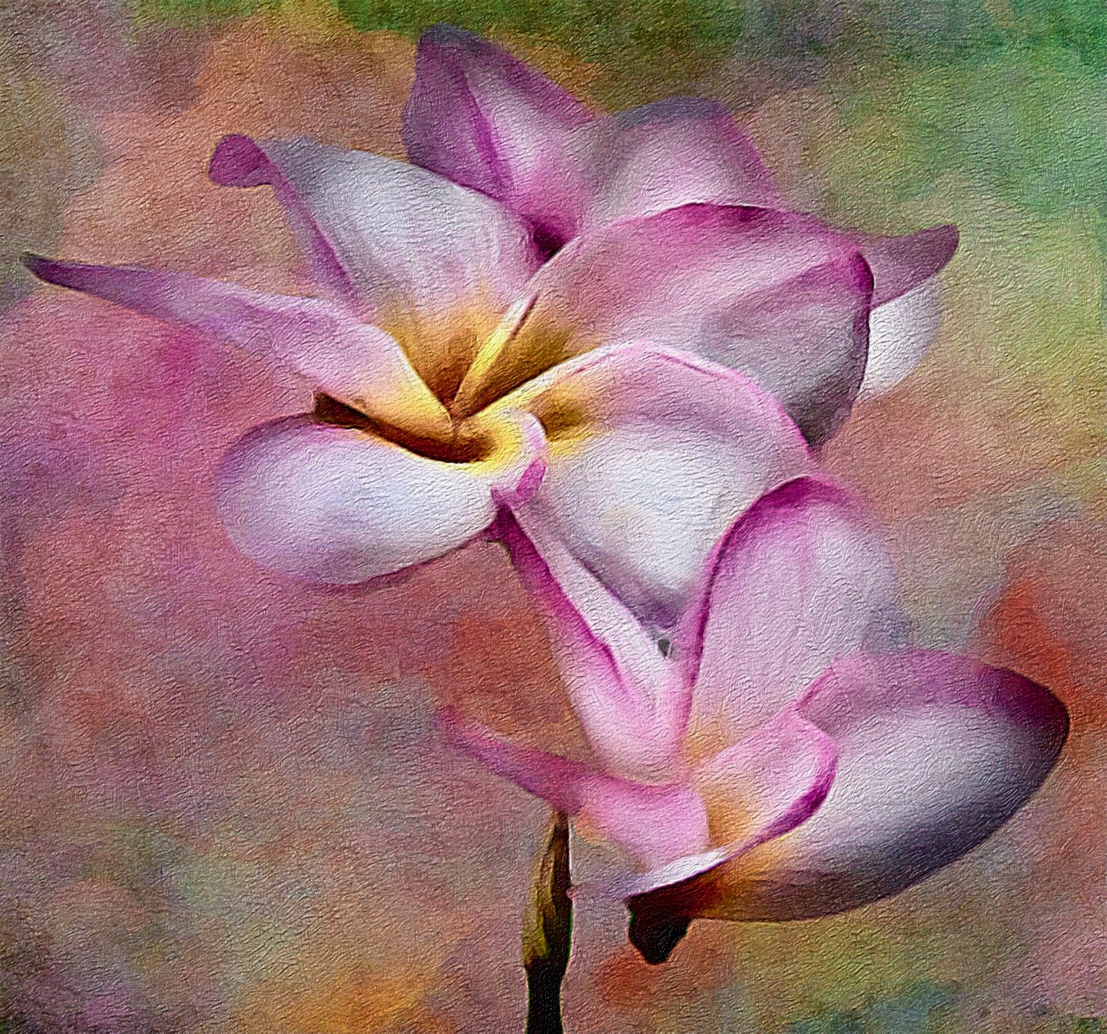 Plumeria Portrait 1 & 2 - Image 2