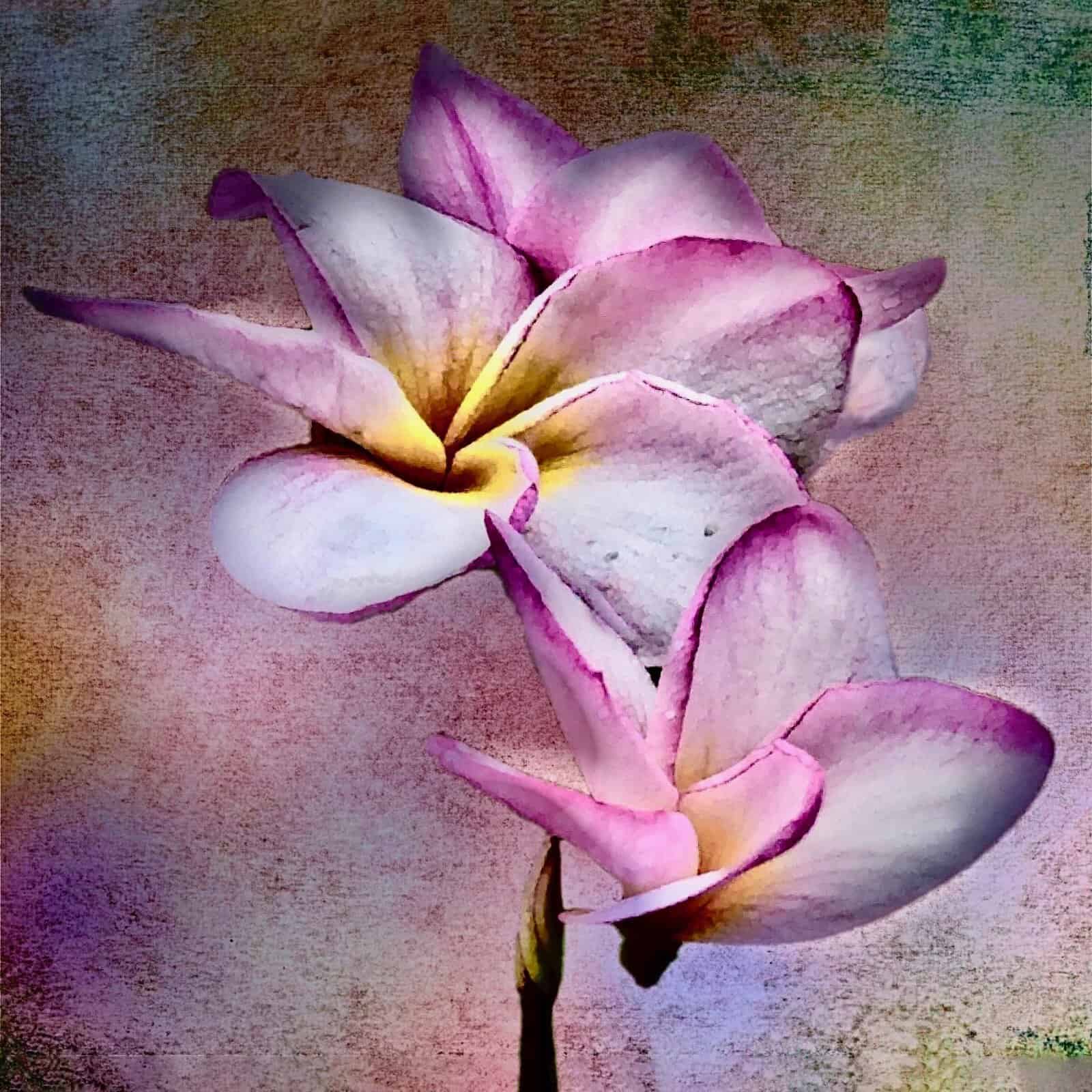 Plumeria Portrait 1 & 2