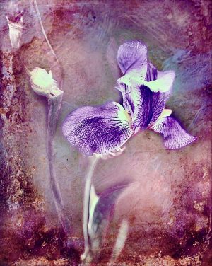 Ice and Indigo