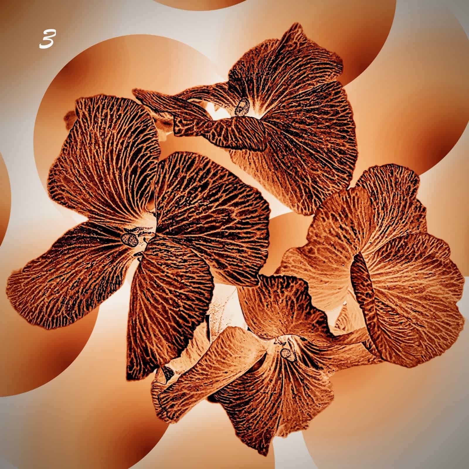 Floral Thermal Images - Image 3