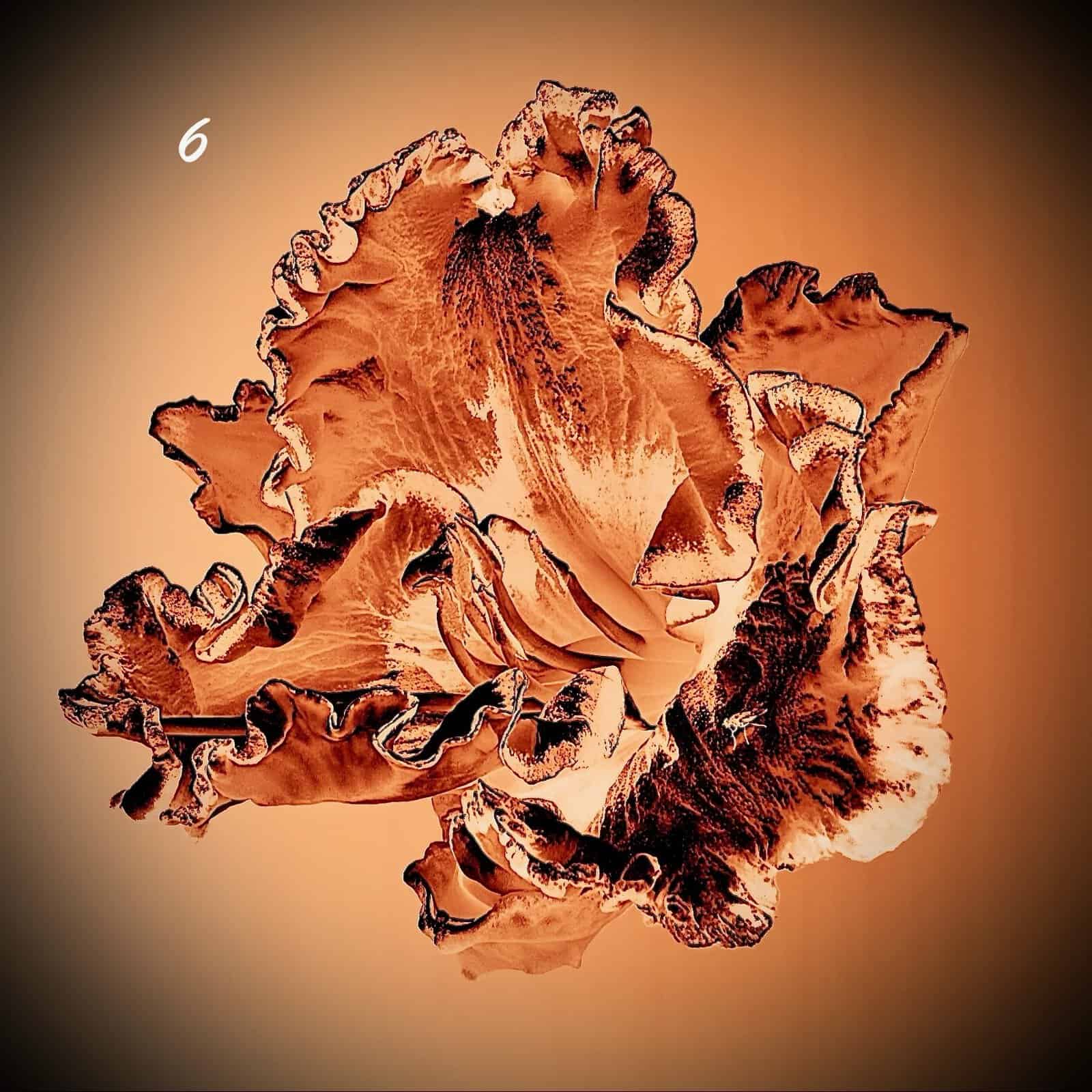 Floral Thermal Images - Image 6