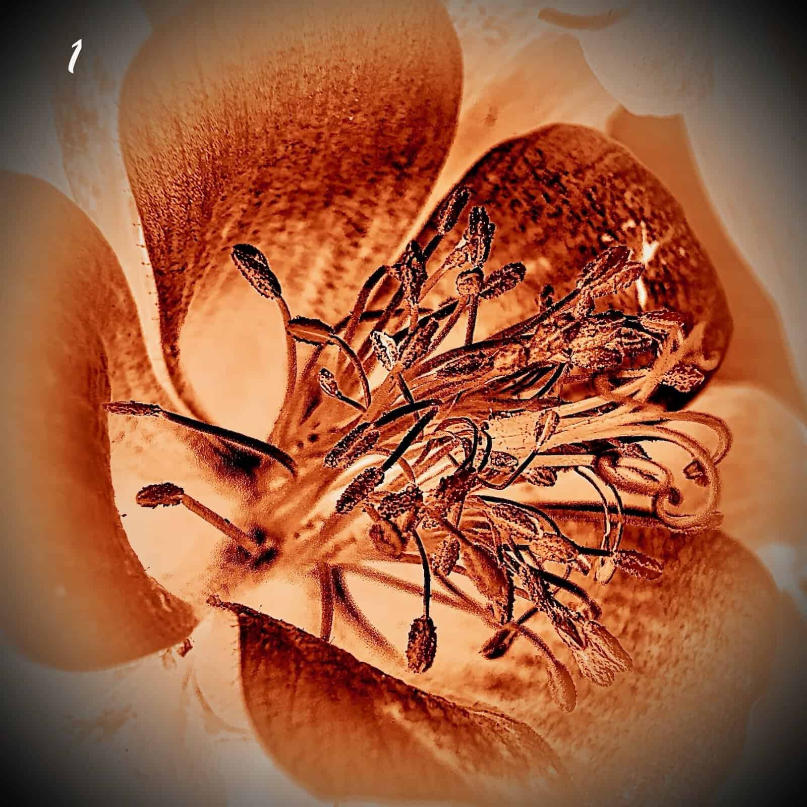 Floral Thermal Images
