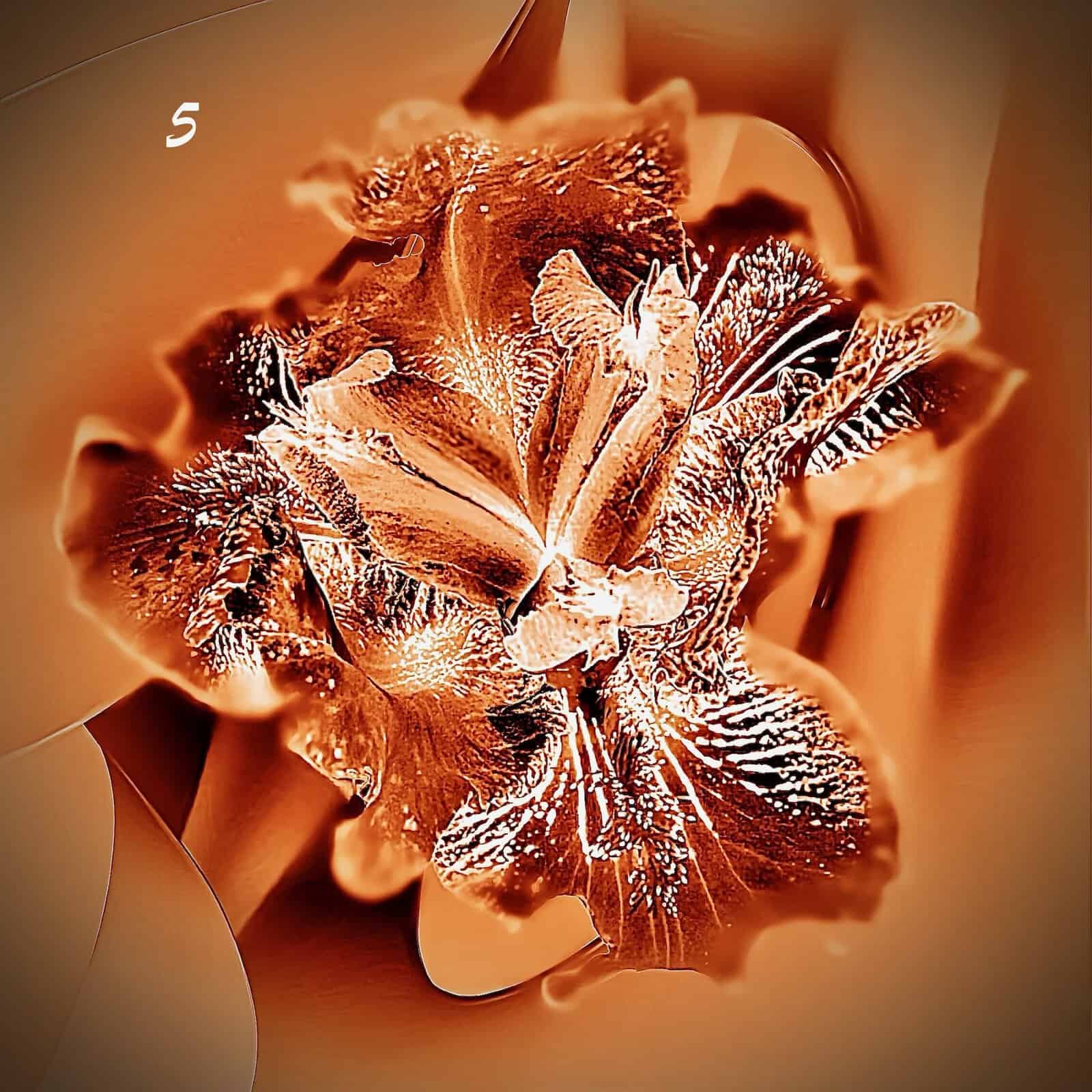 Floral Thermal Images - Image 5