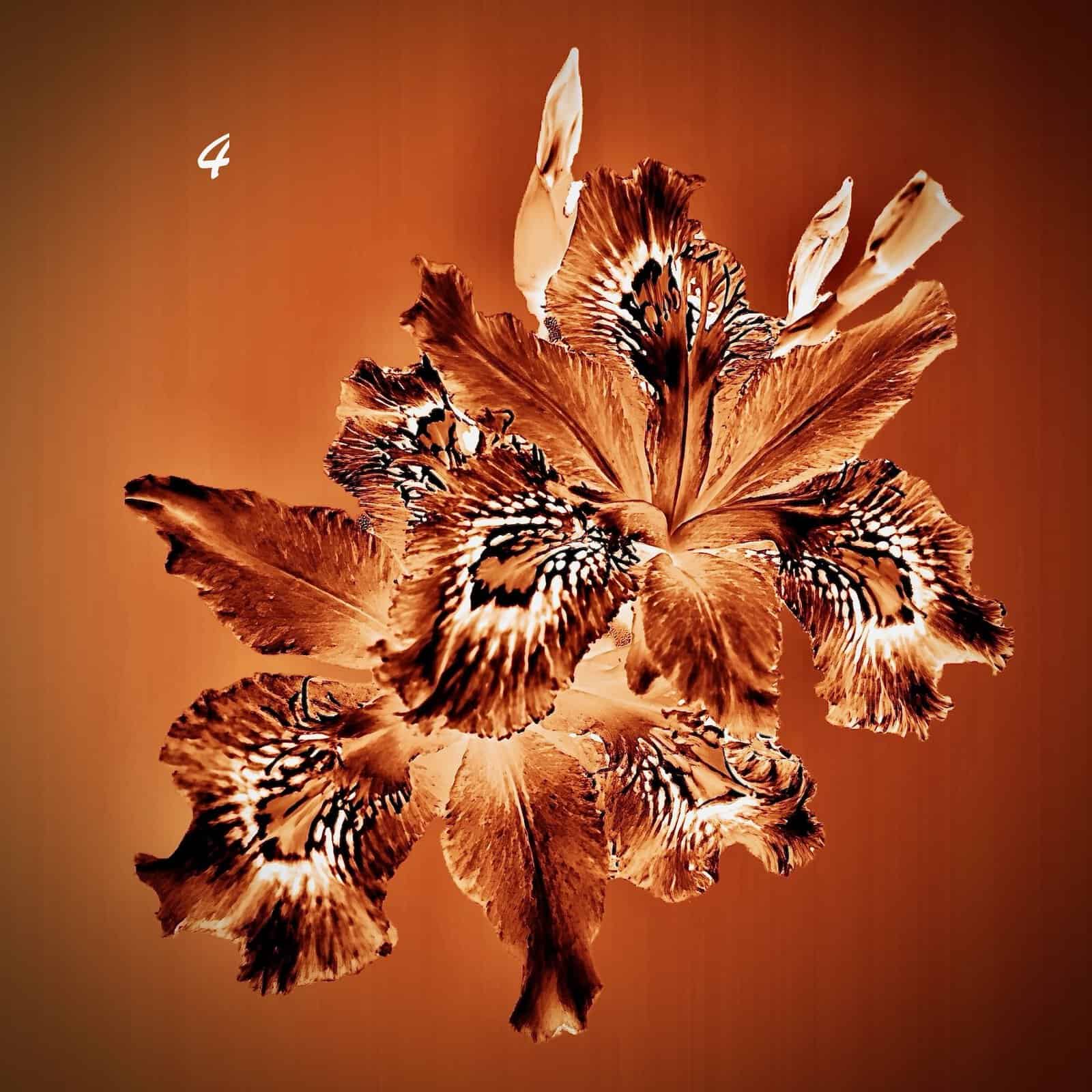 Floral Thermal Images - Image 4