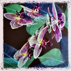 Orchid Fusion