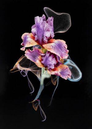 Iris Fusion