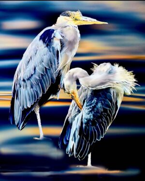River King (Grey Heron)