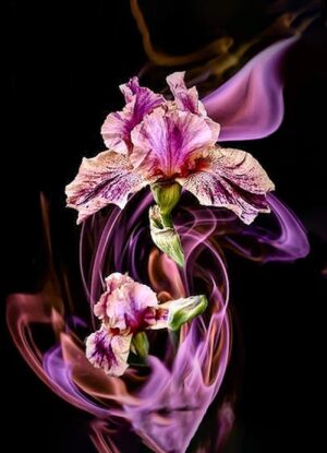 Iris Fantasy
