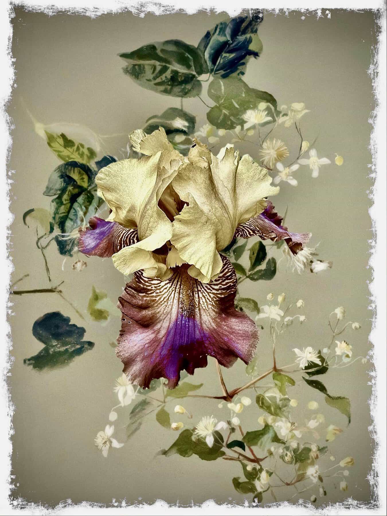 Flower Fusion
