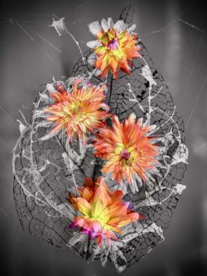 Dahlia and Iris (Different Image Creations)