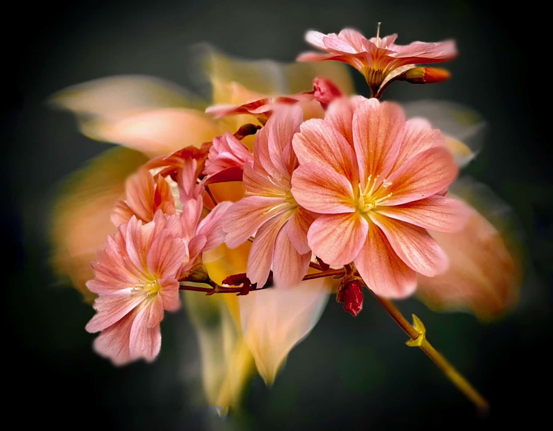 Floral Creations (Different Images) - Image 9