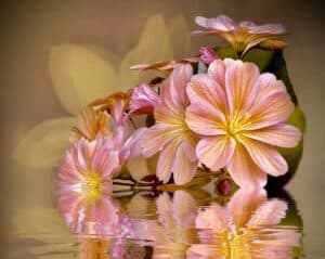 Lewisia Reflections