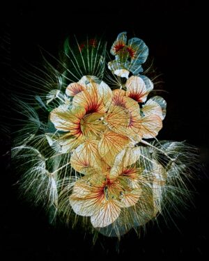 Floral Creations (Different Images)
