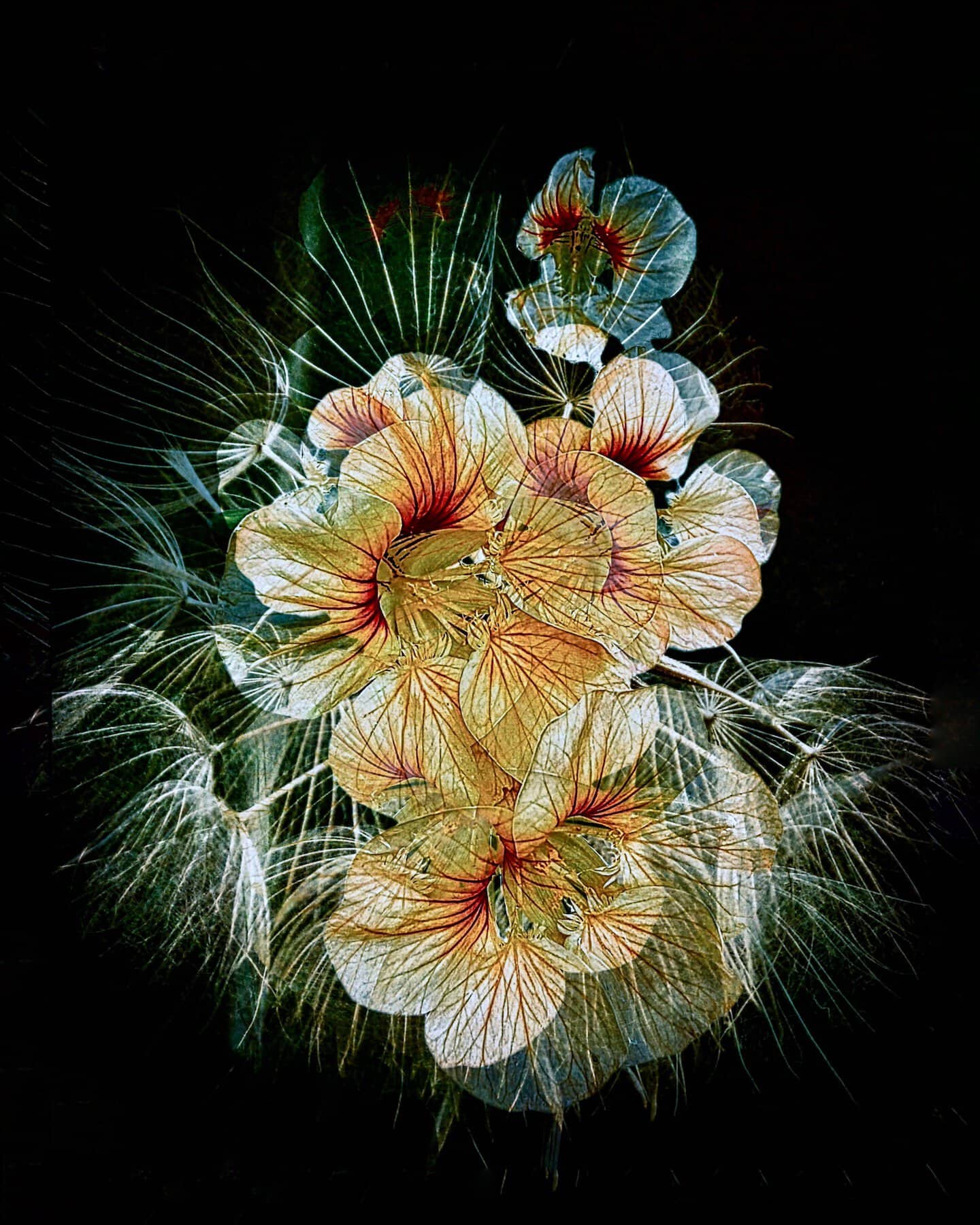 Floral Creations (Different Images)