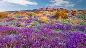 Wildflower Wonderland